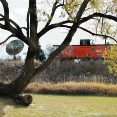 A red caboose under an autumn tree in a Vegreville park