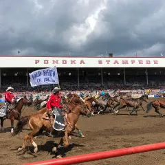 Rodeo action at the Ponoka Stampede